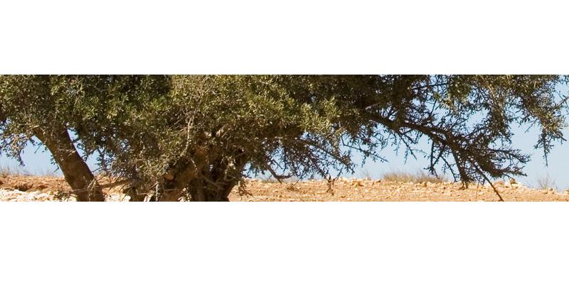 Cliquer pour agrandir